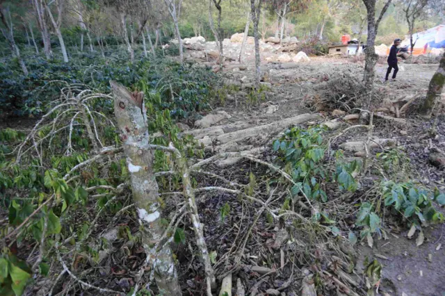 Seorang warga berada di kawasan lahan perkebunan kopi yang rusak pascabencana di Desa Mepar, Kecamatan Kebayakan, Aceh Tengah, Aceh, Minggu (11/1/2026). Data Penanggulangan Bencana Alam Hidrometeorologi Kabupaten Aceh Tengah mencatat 12.638 hektare lahan perkebunan kopi yang tersebar di 14 kecamatan mengalami kerusakan akibat dampak bencana hidrometeorologi yang terjadi pada akhir November 2025 lalu. 