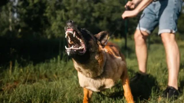 હડકવા શું છે, કૂતરું કરડે કે નખ મારે તો શું ધ્યાન રાખવું, હડકવાની રસી ક્યાં મૂકાવી શકાય અને જરૂરી કેમ, હડકવાને કારણે શું મૃત્યુ થાય,