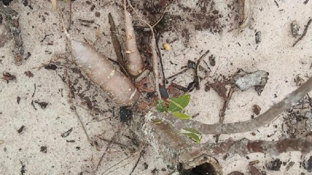 Singkong yang ditanam di lahan food estate berukuran kecil mirip wortel. 