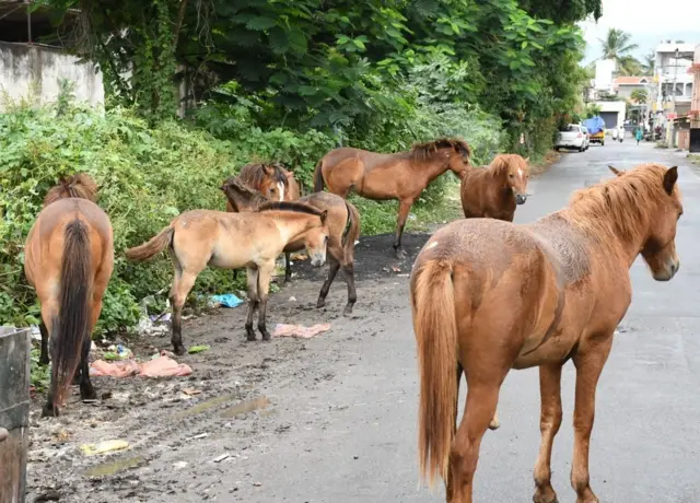  குதிரைகள், கோவை, விலங்குகள், விலங்கு நலம், ரேக்ளா பந்தயம்