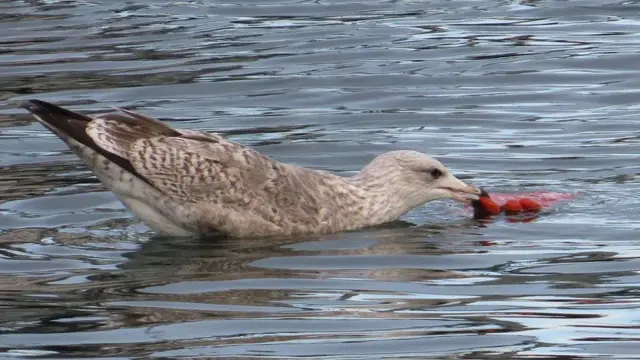 Burung camar herring memakan sampah plastik
