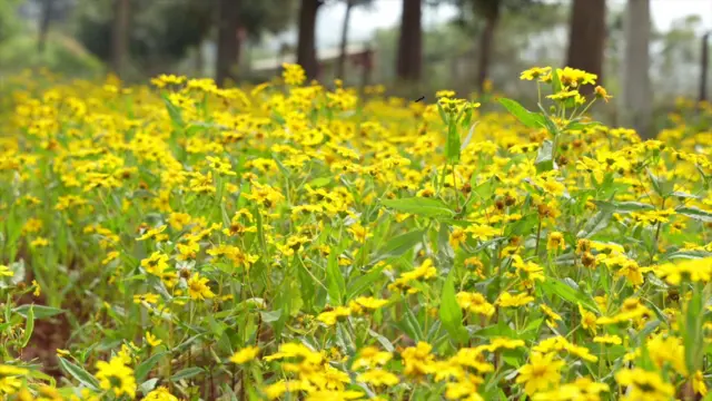 వలిసె పూలు అరకు, విశాఖపట్నం, ఏజెన్సీ, ఆంధ్రప్రదేశ్