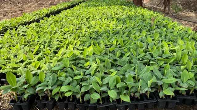 जितेंद्र यांनी आणून ठेवलेली केळीची रोपे.