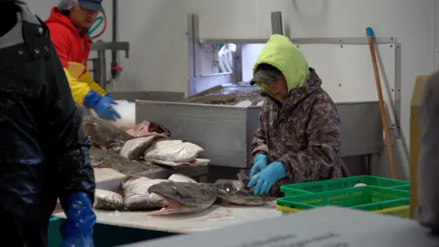 A foto mostra uma pessoa limpando peixe, usando casaco com capuz e luvaszebet ukborracha. 