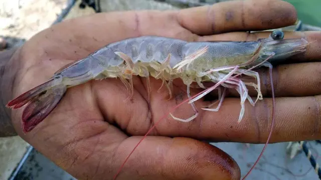 ఆక్వా రంగం 