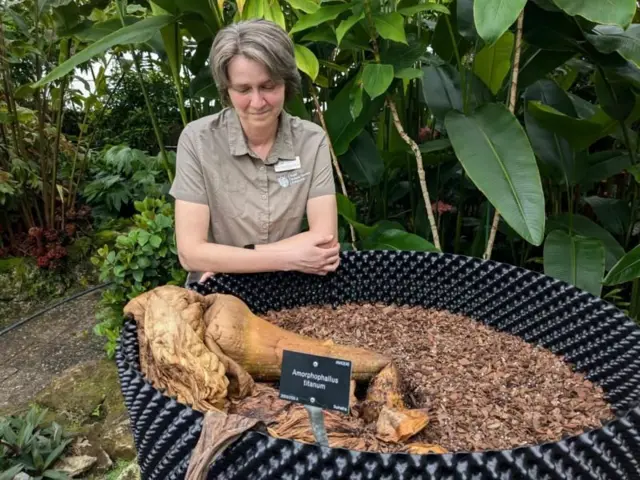 વિજ્ઞાનીઓ જાયન્ટ ફૂલના સંરક્ષણ માટે હવે પશુપાલન પદ્ધતિઓનો ઉપયોગ કરી રહ્યા છે