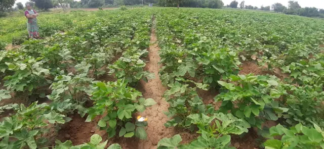 શ્રી દાદા લાડ કપાસ પદ્ધતિ અપનાવનારા ખેડૂત ગિરીશભાઈ પટેલ