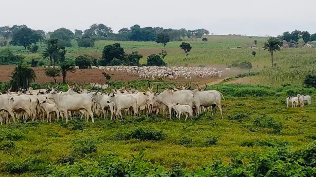 Àwọn màálù tí wọ́n mú