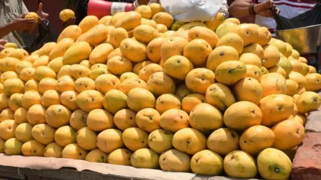 మామిడి పండ్లు 