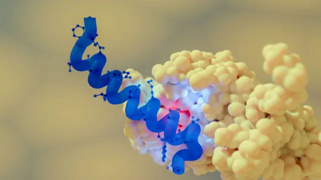 Ilustración de un péptido de semaglutida (azul) unido a su diana, el péptido similar al glucagón-1 (GLP-1, rosa claro). La semaglutida es un fármaco antidiabético y contra la obesidad.