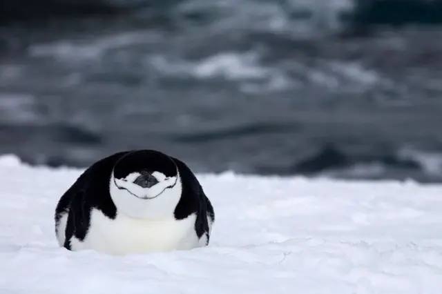 Penguim dormindo