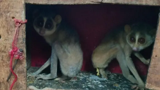 దేవాంగపిల్లులు