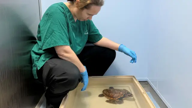 Una foto de un veterinario junto a la tortuga, que se encuentra dentro de un pequeño tanque de agua. El veterinario lleva una camisa verde y guantes azules.