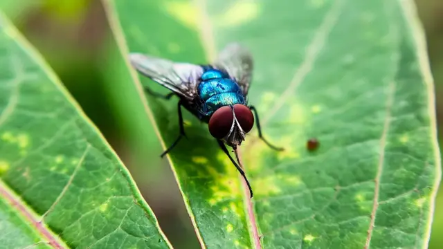 स्क्रूवर्म मक्खी