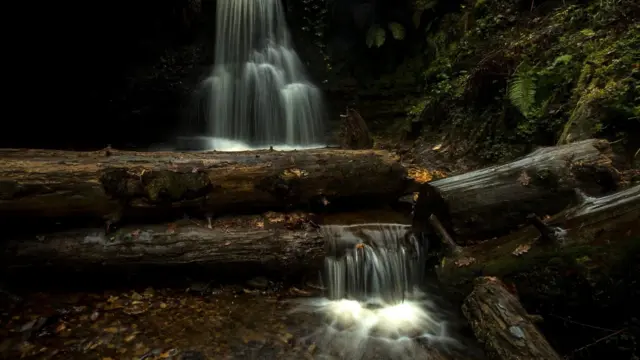 Un primer plano de un pequeño pájaro marrón posado en una rama delgada, con un fondo suave y borroso de pastos.