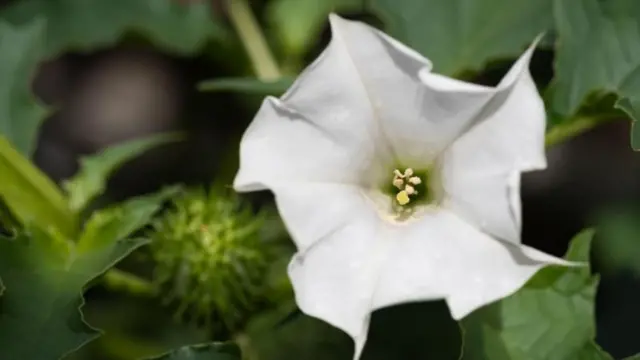 धोतऱ्याचे फूल