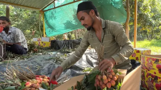 ਲੀਚੀਆਂ
