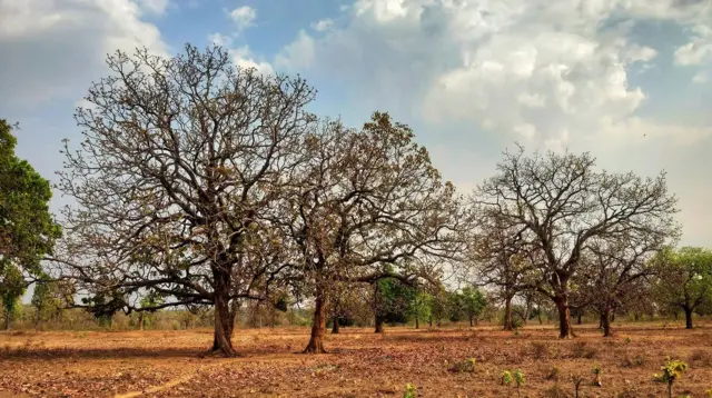 విప్ప చెట్లు