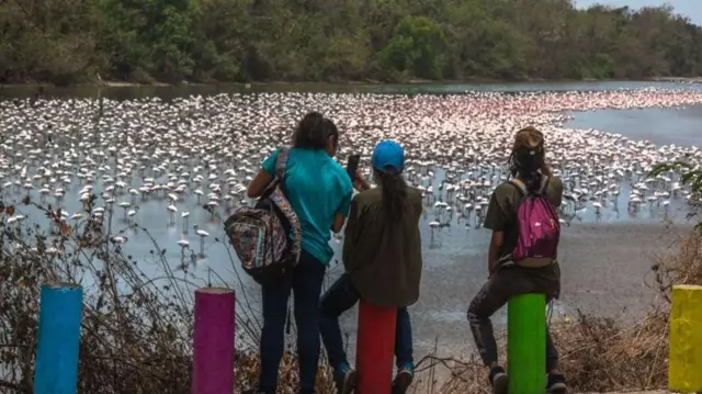 ఫ్లెమిగోలను ఫోటోలు తీస్తున్న సందర్శకులు