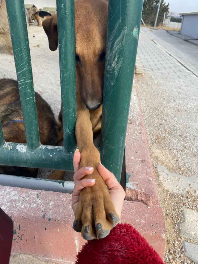 barÄ±nakta bir kÃ¶pek