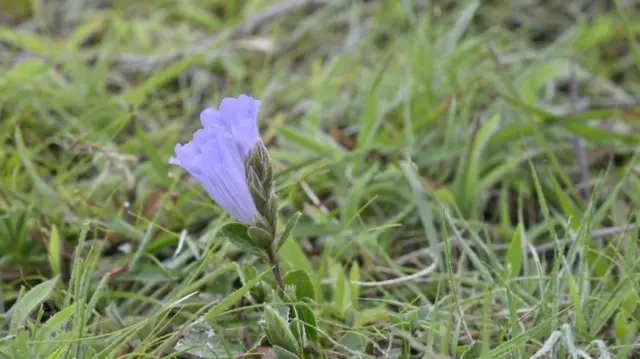 நீலக்குறிஞ்சி மலர்களின் சிறப்பு பண்புகள்