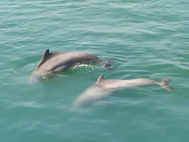 ડૉલ્ફિન, જળચરો, માછલી, બીબીસી ગુજરાતી