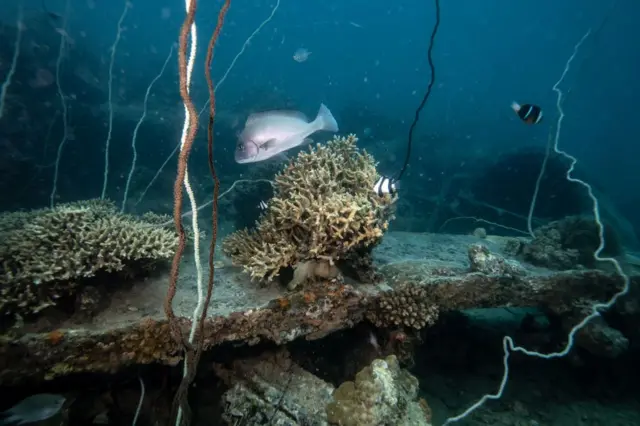 இந்திய பெருங்கடல்: மீன் வளம் முற்றிலும் அழியும் ஆபத்து - தமிழக மீனவர்கள் எதிர்காலம் என்ன ஆகும்?