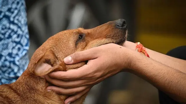 સુપ્રીમ કોર્ટનો ચુકાદો, રખડતાં ઢોર અને શ્વાન કૂતરાં અંગે નિર્દેશ, ડૉગ શેલ્ટર હોમ, શ્વાનોને આશરો અને ખવડાવવું બીબીસી ગુજરાતી,