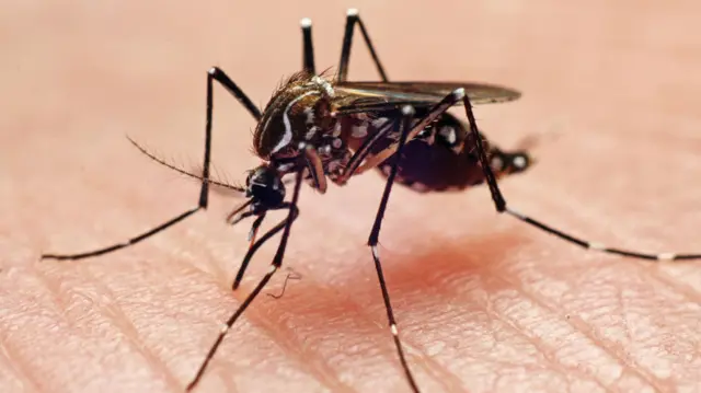 Um mosquito aedes aegypti, com o corpo preto e pintas brancas pelo corpo, em uma foto bem próxima sobre uma pele. 