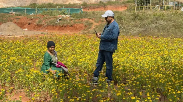 వలిసె పూలు అరకు, విశాఖపట్నం, ఏజెన్సీ, ఆంధ్రప్రదేశ్