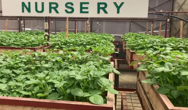 Aho batuburira imbuto y'ibirayi