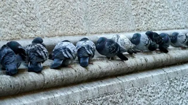 કબૂતર, પક્ષી, માનવ, બીબીસી ગુજરાતી 