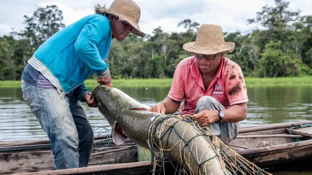 Dois homens tiram um pirarucu da água