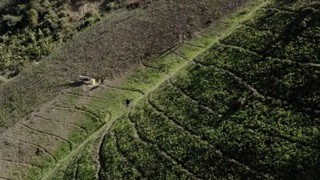 अफुची शेती 