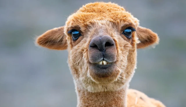 A imagem mostra uma lhama, com pelagem marrom e expresso engraada, destacando os dentes frontais. O fundo est desfocado, destacando o rosto do animal e suas orelhas pequenas e erguidas.