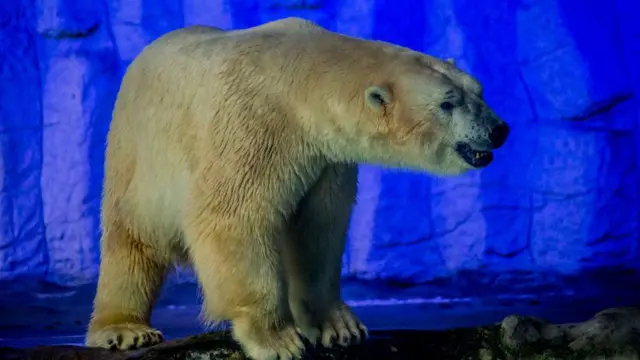 Urso Peregrino no Aquário de São Paulo em 2017