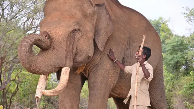 కుంకీలు