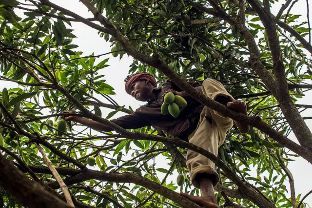 ভারতের মালিহাবাদে দশেরি আমের মরশুমে ফল পাড়ার কাজ চলছে