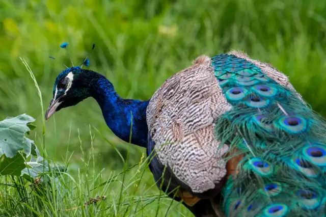 தமிழகத்தில் 6 மடங்கு அதிகரித்த மயில்கள்