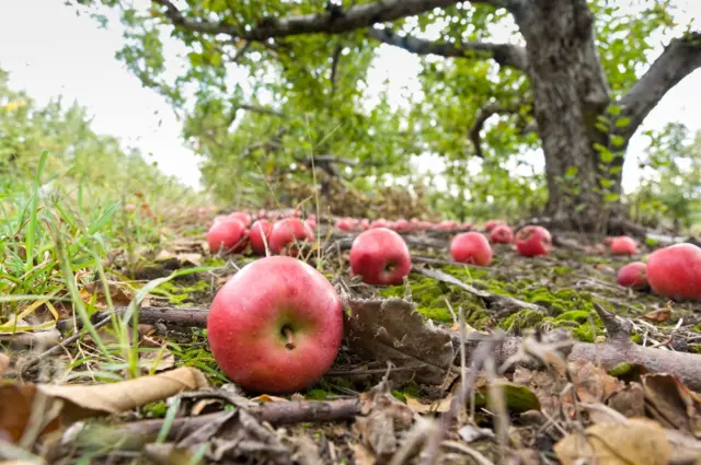 Icamwa ca 'pomme' caguye hasi