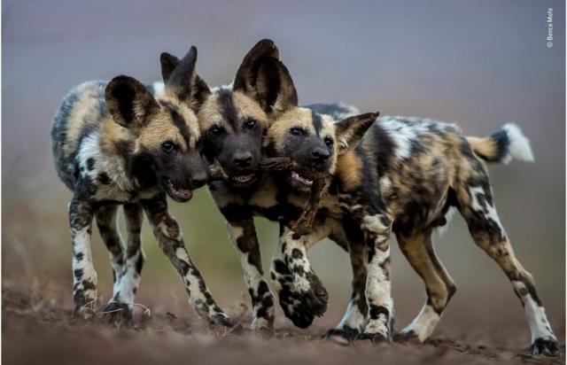 (캡션) 헝가리 사진 작가가 찍은 얼룩 늑대 세 마리. 먹잇감 하나를 두고 입 속 경쟁이 붙었다