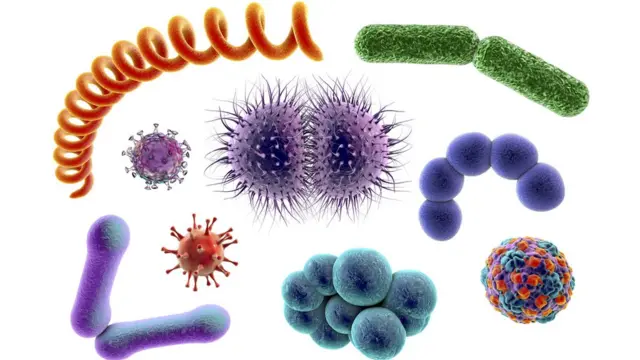 virus y bacterias