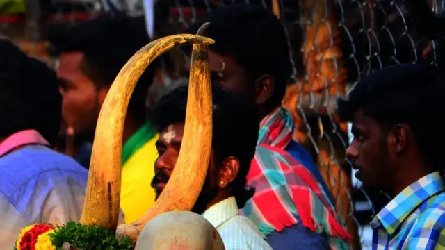 ஜல்லிக்கட்டு