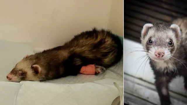 Хорек Добби