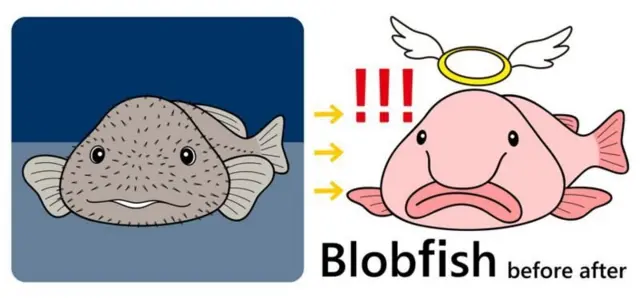 blobfish