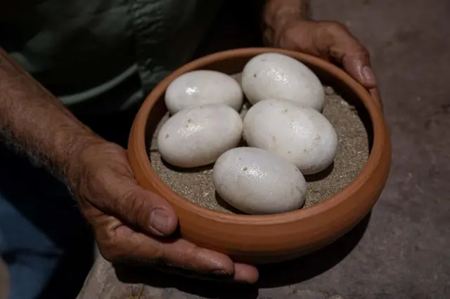 Unos huevos de caimán del Orinoco en un cuenco