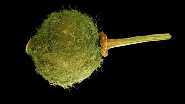 Semilla de Tilia cordata