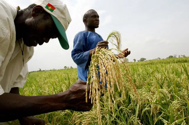 Deux hommes dans un champ de céréales