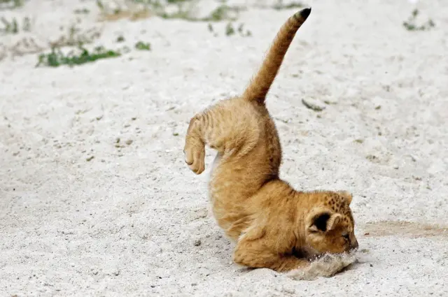 चेक गणराज्य के दूव्र क्रलोव चिड़ियाघर में एक नवजात शेर का बच्चा अपने बाड़े में कूदता हुआ कुछ यूं कैमरे में कैद हुआ.