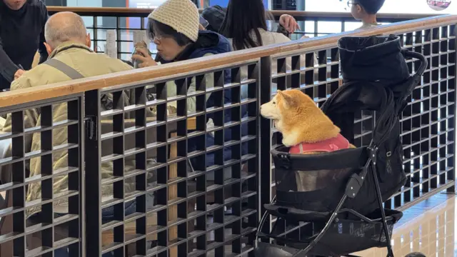 ����ƶ����������ơ������پ��� ���������ѣ�